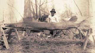 Alligator Gar released in Kentucky [upl. by Charlena887]