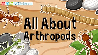 All About Arthropods [upl. by Carpenter]