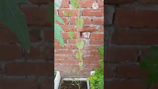 giloy plant grow in terece garden gardeninglovers garden [upl. by Parish]