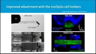 Measuring Work in Single Isolated Cardiomyocytes Replicating the Cardiac Cycle [upl. by Lirrehs696]