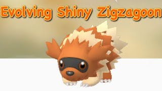 Shiny Zigzagoon Evolution [upl. by Maddi810]