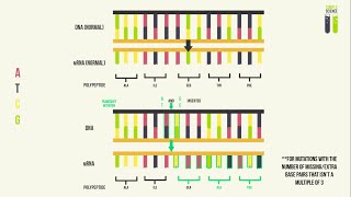 Genetic Mutations  Part 1  Base Pair Substitutions Insertions amp Deletions [upl. by Mapel742]