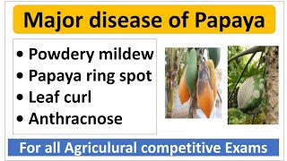 Major diseases of papaya and their management  पपीता की मुख्य रोग एवं उनके नियंत्रण। [upl. by Nylitak]