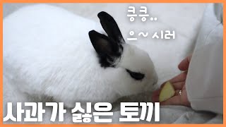 사과가 싫은 봄달이🤔🐰❤️ [upl. by Whipple716]