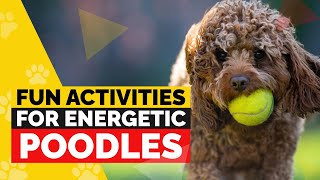 7 Fun Activities to Keep Your Poodle Happy and Active [upl. by Yeta123]