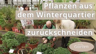 Rückschnitt von Fuchsien Wandelröschen Pelargonien und Zitrusgewächsen  MDR Garten [upl. by Ian]