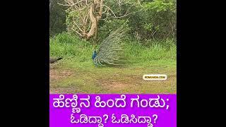 ಹೆಣ್ಣಿನ ಹಿಂದೆ ಓಡಿದ್ದಾ ಓಡಿಸಿದ್ದಾ Peacock behind Peahen [upl. by Ailhat]