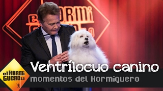 El primer ventrílocuo capaz de hablar a través de un perro de carne y hueso  El Hormiguero 30 [upl. by Liamsi848]