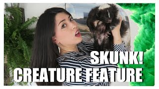 My SKUNK  Striped Skunk Facts  Creature Feature [upl. by Moseley]