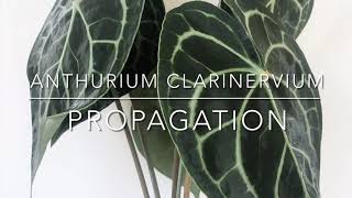 How to Propagate ANTHURIUM CLARINERVIUM  Division and Stem Cutting [upl. by Esikram227]