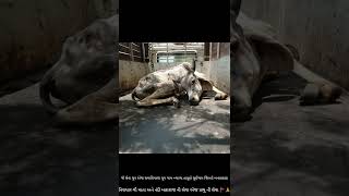 ગૌ સેવા ગ્રૂપ દ્વારાvideo animallovr cow trending animalllover gaumata animals motivation [upl. by Aserat]