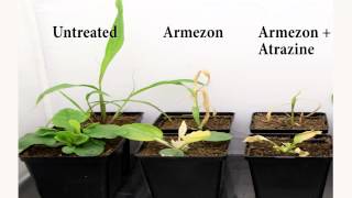 Armezon® Herbicide  Atrazine Trials Timelapse [upl. by Ycat]