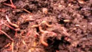 Harvesting Vermicompost [upl. by Shuma]