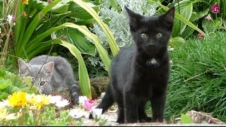 solar powered cat repeller review [upl. by Namsaj]