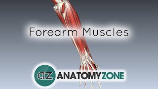 Forearm Muscles Part 1  Anterior Flexor Compartment  Anatomy Tutorial [upl. by Janeen]