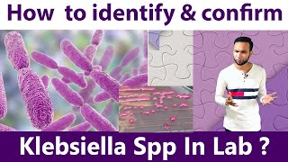 How to identify amp Confirm klebsiella spp at laboratory [upl. by Hilario]