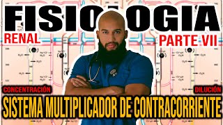 Fisiología RENAL Pt VII  SISTEMA MULTIPLICADOR DE CONTRACORRIENTE Concentración y Dilución [upl. by Leahcam766]