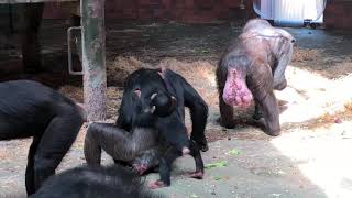 Baby Chimpanzee at Chester Zoo [upl. by Sdlonyer]