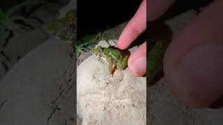 Funny voice of the last fat frog  Funny catching frogs  TEP LONGHENG FUNNY [upl. by Eiddal]