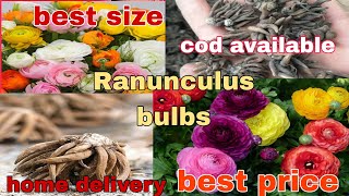 ranunculus bulbs corms tubers rhyzomes रेनुनक्यूलुस बल्बस उपलब्ध व्हाट्सप्प 8273837165 [upl. by Vaios]