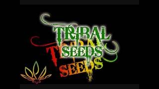 Tribal Seeds Beautiful Mysterious [upl. by Akineg922]