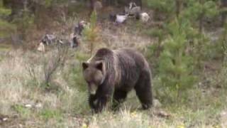 Trip to Bella Coola on the Freedom Road in British Columbia [upl. by Xam472]