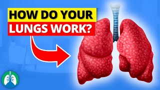 How Do Your Lungs Work [upl. by Ignacius]