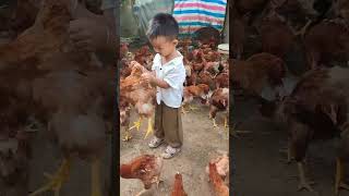 Rural children novice chicken farmers rural freerange chickens freerange chickens 157 [upl. by Odrarej]