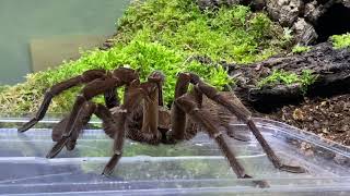 Theraphosa stermi rehouse and care [upl. by Brazee]