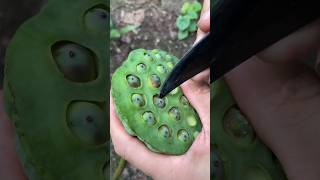 Removing Lotus Seeds agriculture asmrvideo artwork [upl. by Cimbura]