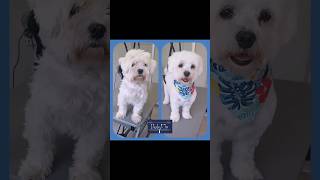 💙 🐾 Kiara 🐾 💙 toilettage puppy chien cute dog grooming doglover bichon [upl. by Sherrer]