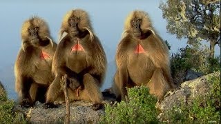 Defending a Monkey Harem  Clever Monkeys  BBC Earth [upl. by Yves301]