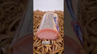 10 000 Mealworms vs LIVER PATÉ [upl. by Tnilc367]