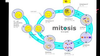 Cell Division Prokaryotic vs Eukaryotic [upl. by Eneleahs]