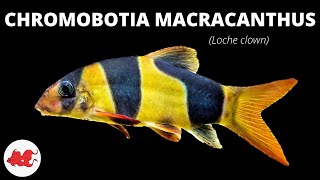 Loche clown  Chromobotia macracanthus ✔ [upl. by Ttirrej]