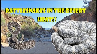 Hiking in the heat for Speckled Rattlesnakes in Southern Arizona [upl. by Burwell661]