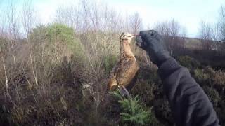 woodcock hunting in Ireland December 2016 [upl. by Arias]