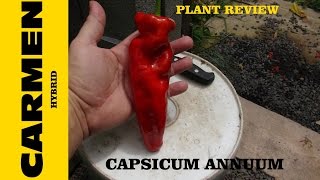 ⟹ Carmen Pepper  Capsicum annuum [upl. by Rem]