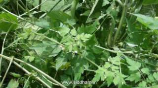 Herbal Medicine  Cardiospermum halicacabum  Natural cure for Arthritis [upl. by Annaik]