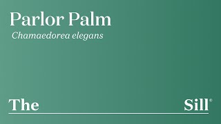 How to take care of a Parlor Palm [upl. by Aleuqahs]