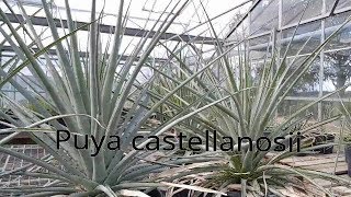 Puya castellanosii [upl. by Viccora]