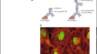 Measurement of virions and their components [upl. by Sivar]