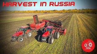 Efficient sugar beet harvest in Russia [upl. by Correna283]