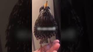 European Starling Sounds Like A Robot 😲 [upl. by Enahs]