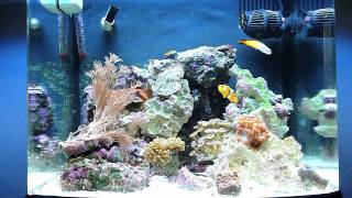 Biocube 14 Reef Update 9411 [upl. by Yokum236]