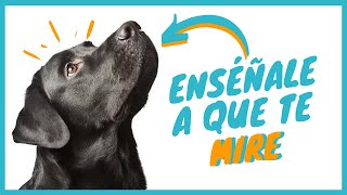 👀 Cómo Tener la Atención de tu perro 🡆 BulldogFrancés ATENTO [upl. by Obie]