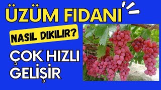 üzüm fidani dikimi nasıl dikilimelidir [upl. by Ttevi]