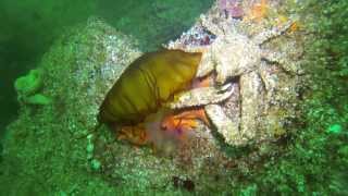 Starfish Eating a Jellyfish while a Decorator Crab hangs out [upl. by Ru]