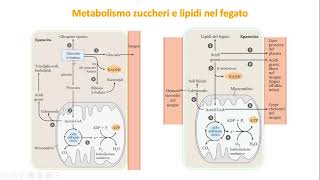 29 Ossidazione degli amminoacidi e integrazione del metabolismo [upl. by Merrell689]