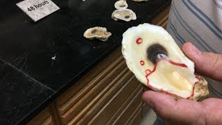 How to Open Oysters and serve on a half shell [upl. by Burbank]